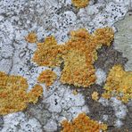 Flechten auf der Klostermauer (3)