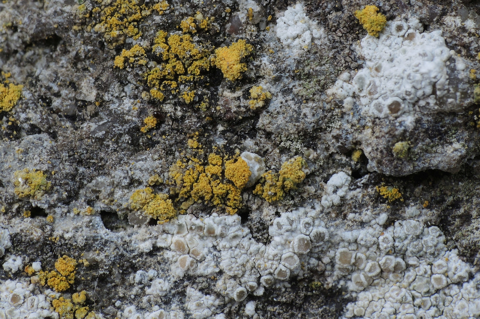 Flechten auf der Klostermauer (6)