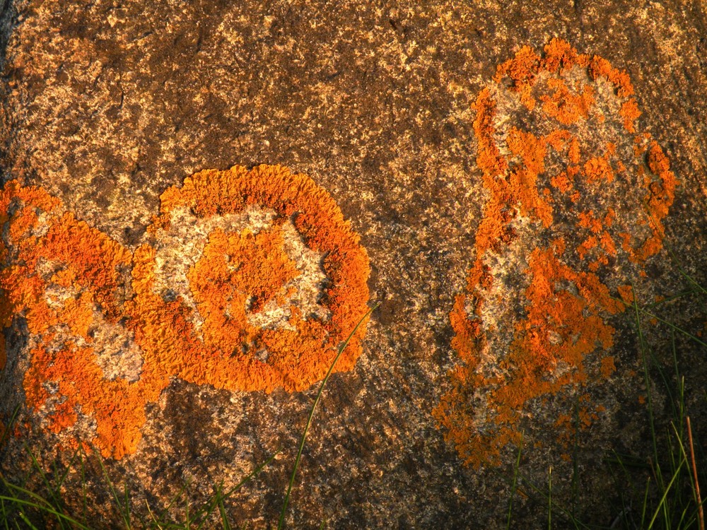 Flechten auf einem Findling, von der Abendsonne beschienen.