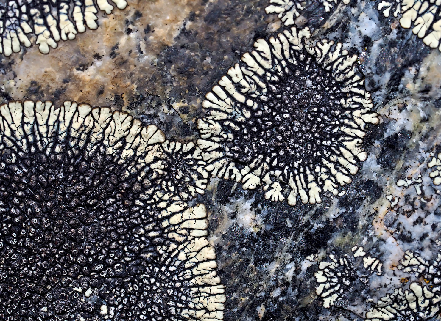 Flechten auf einem grossen Felsen. - Une oeuvre d'art faite de lichens...