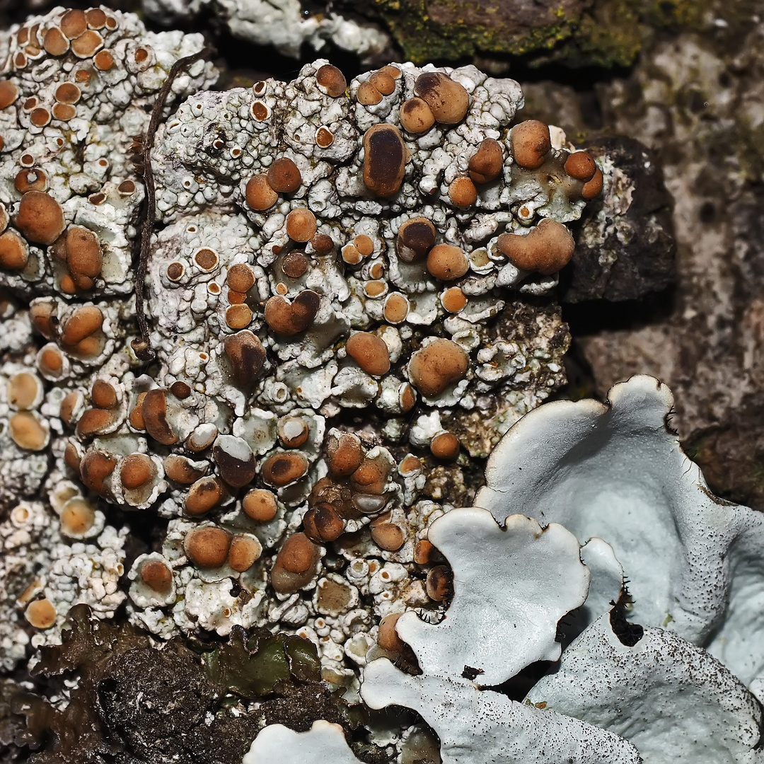 Flechten auf einer Eiche… Vielleicht eine Lecanora argentata  (Silbrige Kuchenflechte) ? *