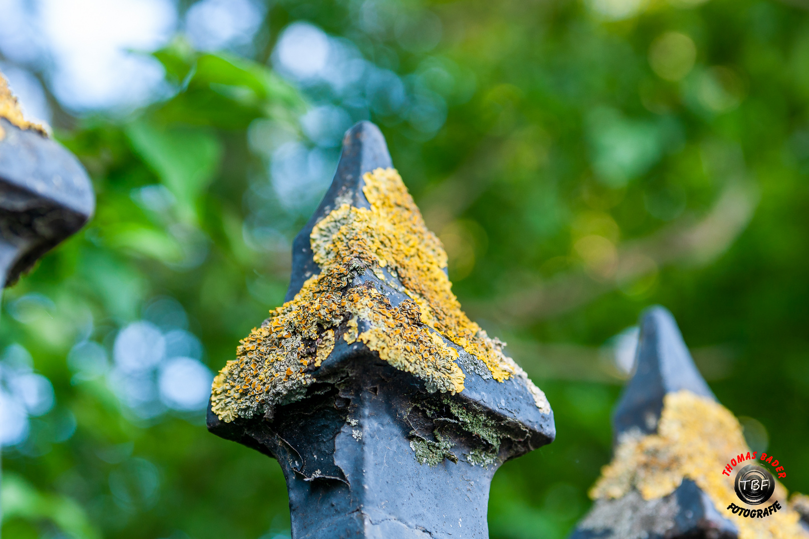 Flechten auf Metall ... Foto & Bild | pflanzen, pilze ...