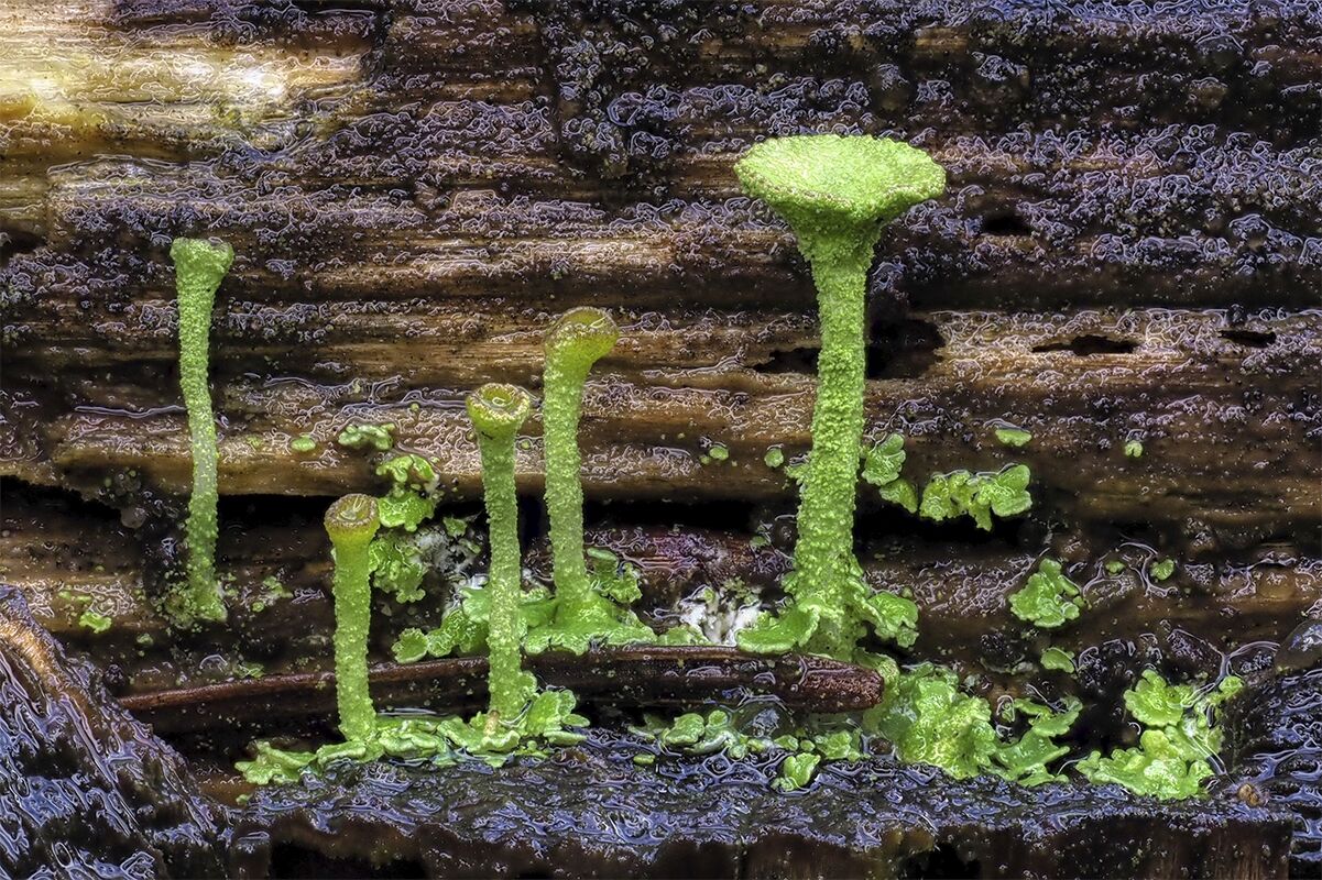 Flechten auf morschem Holz