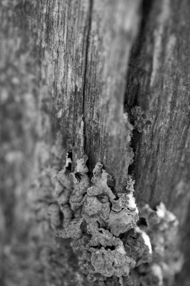 Flechten auf totem Holz