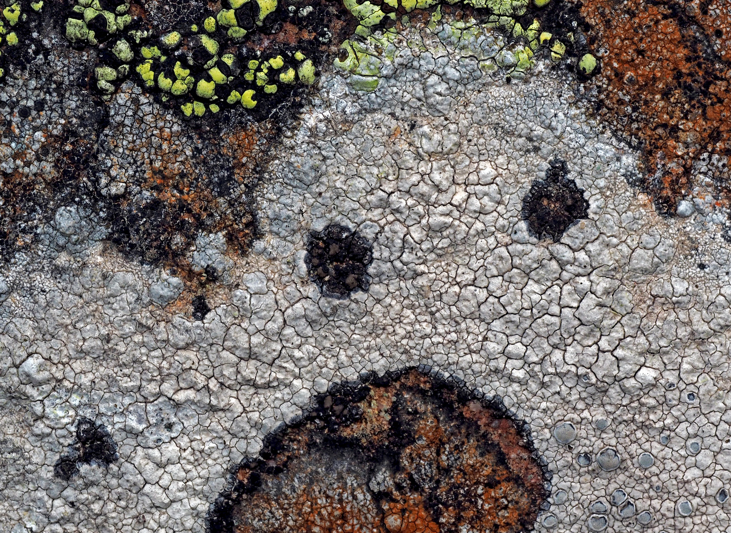 Flechten beherrschen die Kunst, unsere Herzen zu erfreuen! - L'art des lichens!