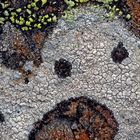 Flechten beherrschen die Kunst, unsere Herzen zu erfreuen! - L'art des lichens!