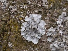 Flechten - Borrers Punktflechte (Punctelia borreri)