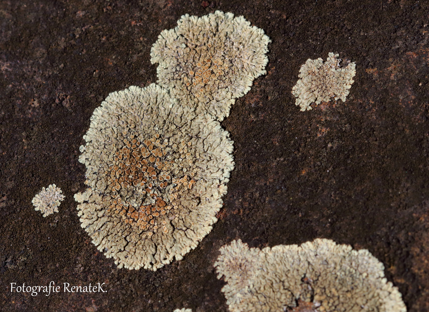 Flechten  -Botanischer Garten WWU Münster-