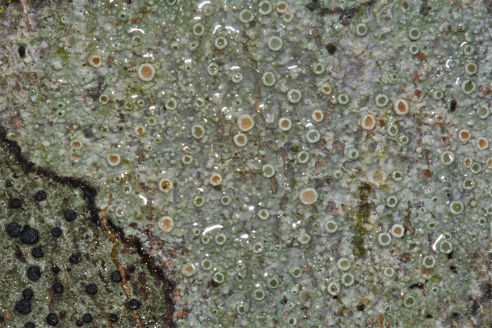 Flechten: Eine schöne Lecanora-Art (vermutlich L. chlarotera) auf glatter Rinde - wieder im Regen