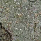 Flechten: Eine schöne Lecanora-Art (vermutlich L. chlarotera) auf glatter Rinde - wieder im Regen