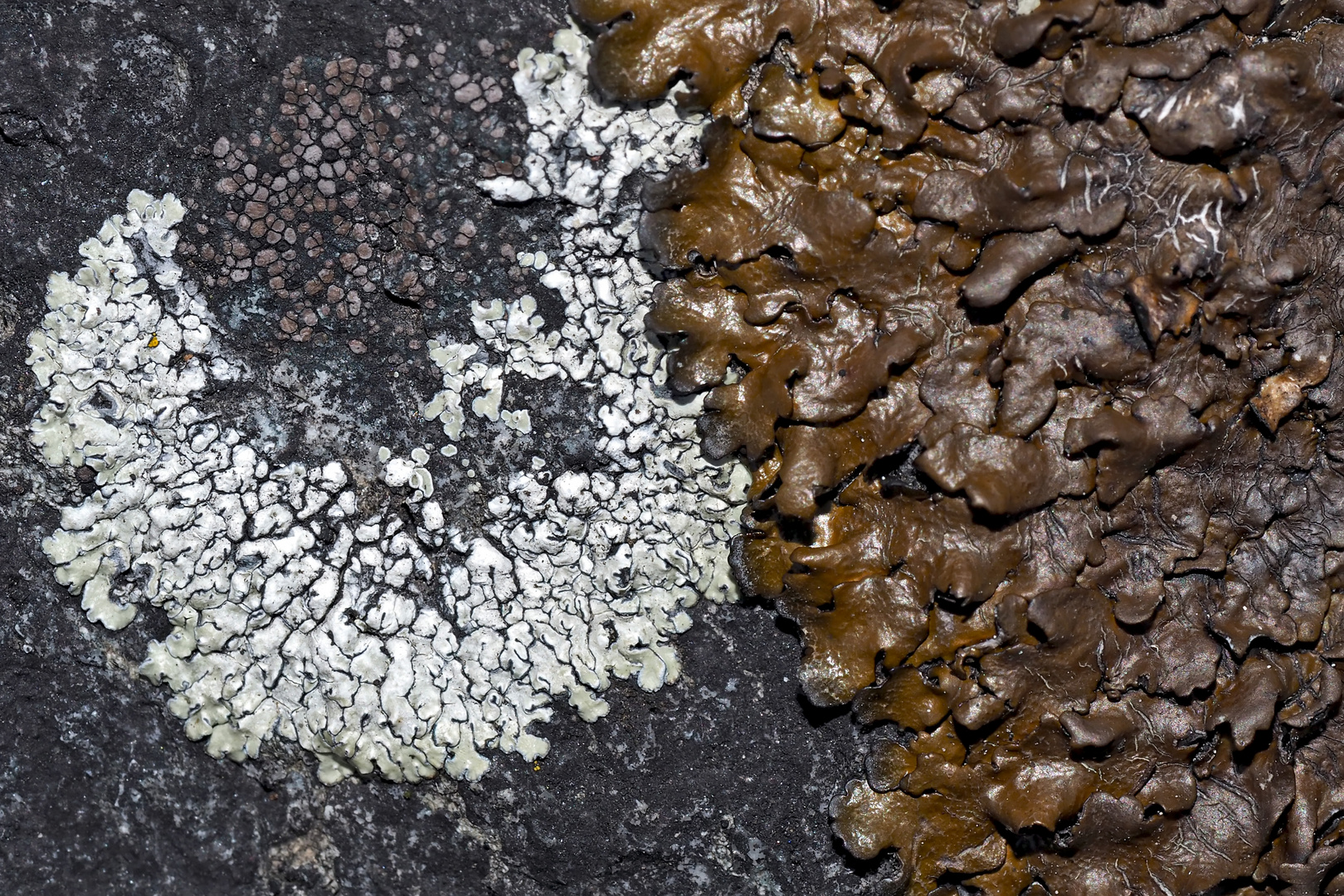 Flechten-Fantasien! - Les lichens qui réjouissent nos coeurs!