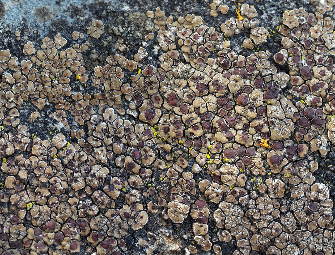 Flechten-Faszination, immer wieder: hier Acarospora cervina * - La fascination des lichens!