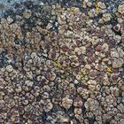 Flechten-Faszination, immer wieder: hier Acarospora cervina * - La fascination des lichens!