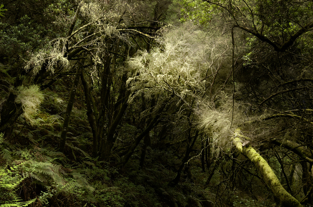 Flechten II, Nebelwald, La Gomera