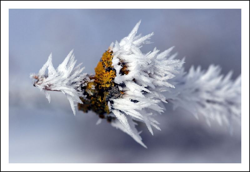 Flechten im Frost