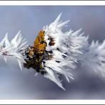 Flechten im Frost