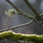 Flechten im Gegenlicht