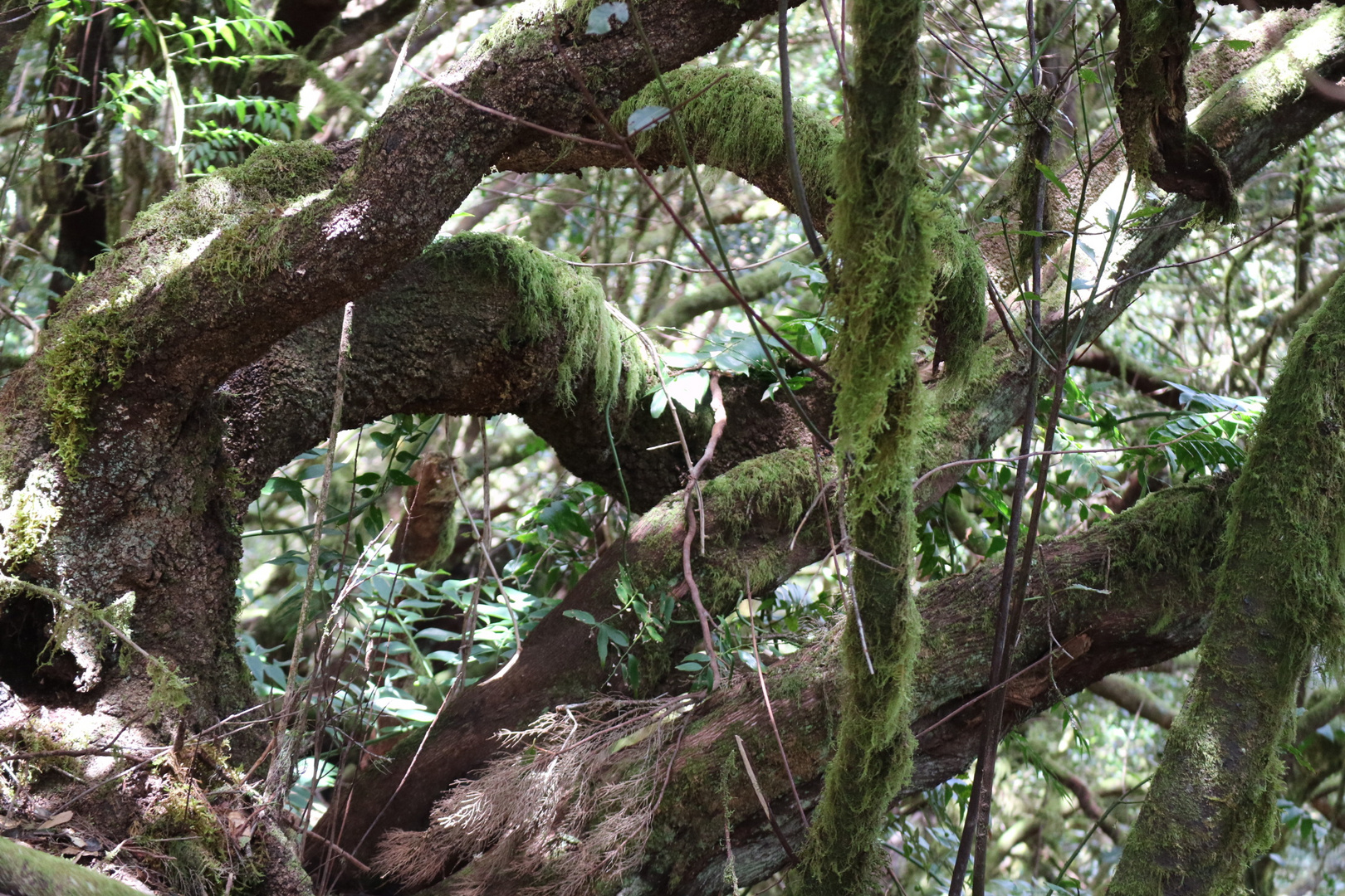 Flechten im Märchenwald von la Gomera