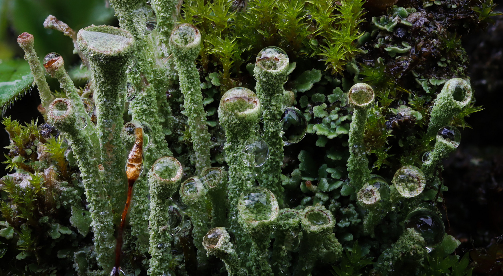 Flechten im Regen