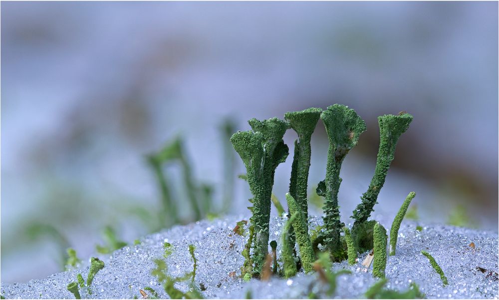 Flechten im Schnee