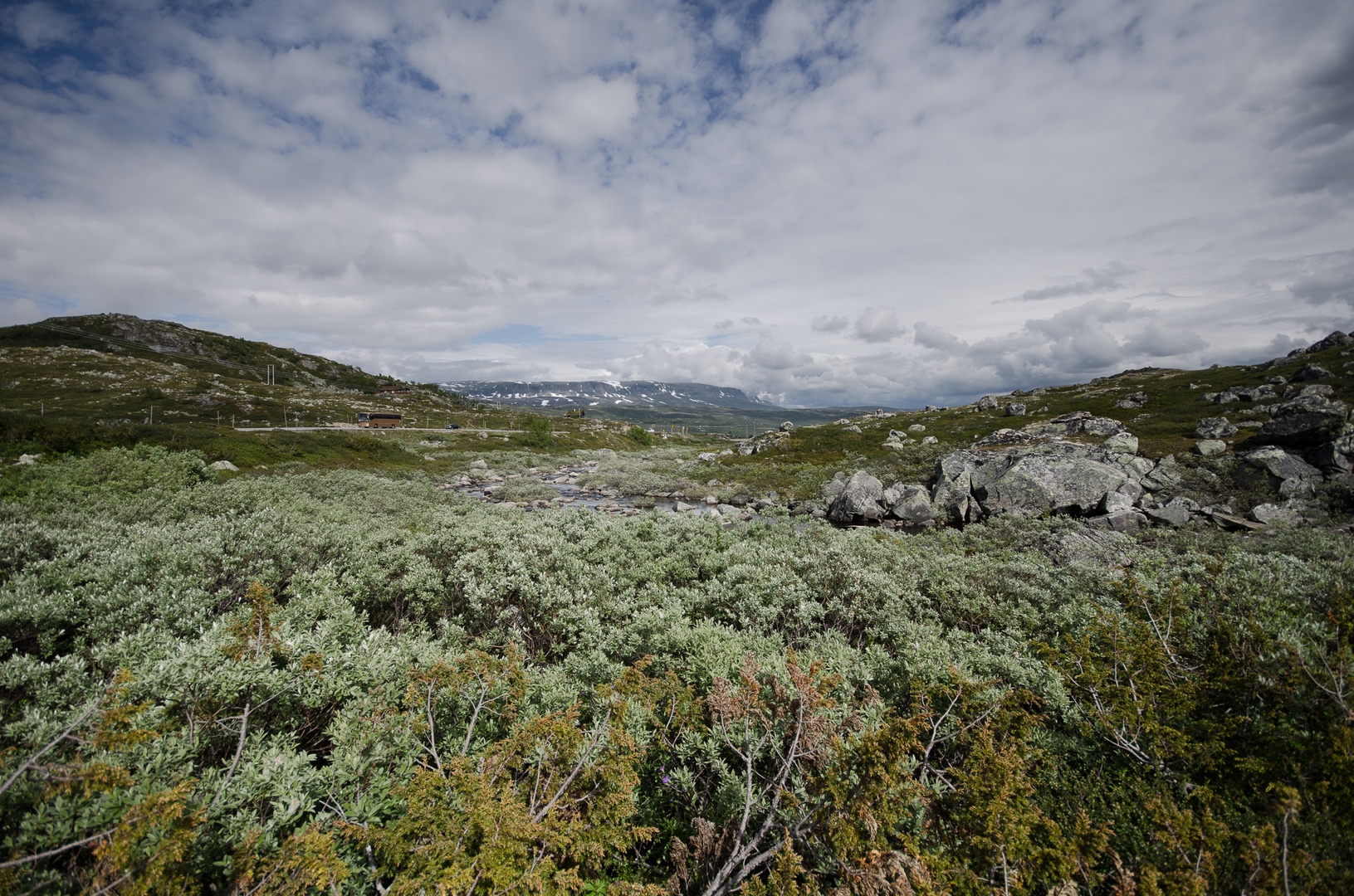 flechten in der hardangervidda