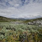 flechten in der hardangervidda