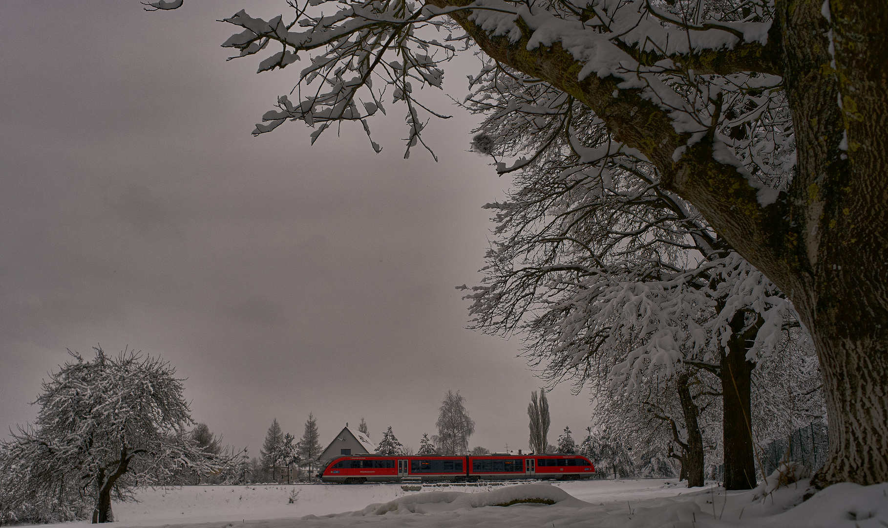 Flechten in Winterstarre