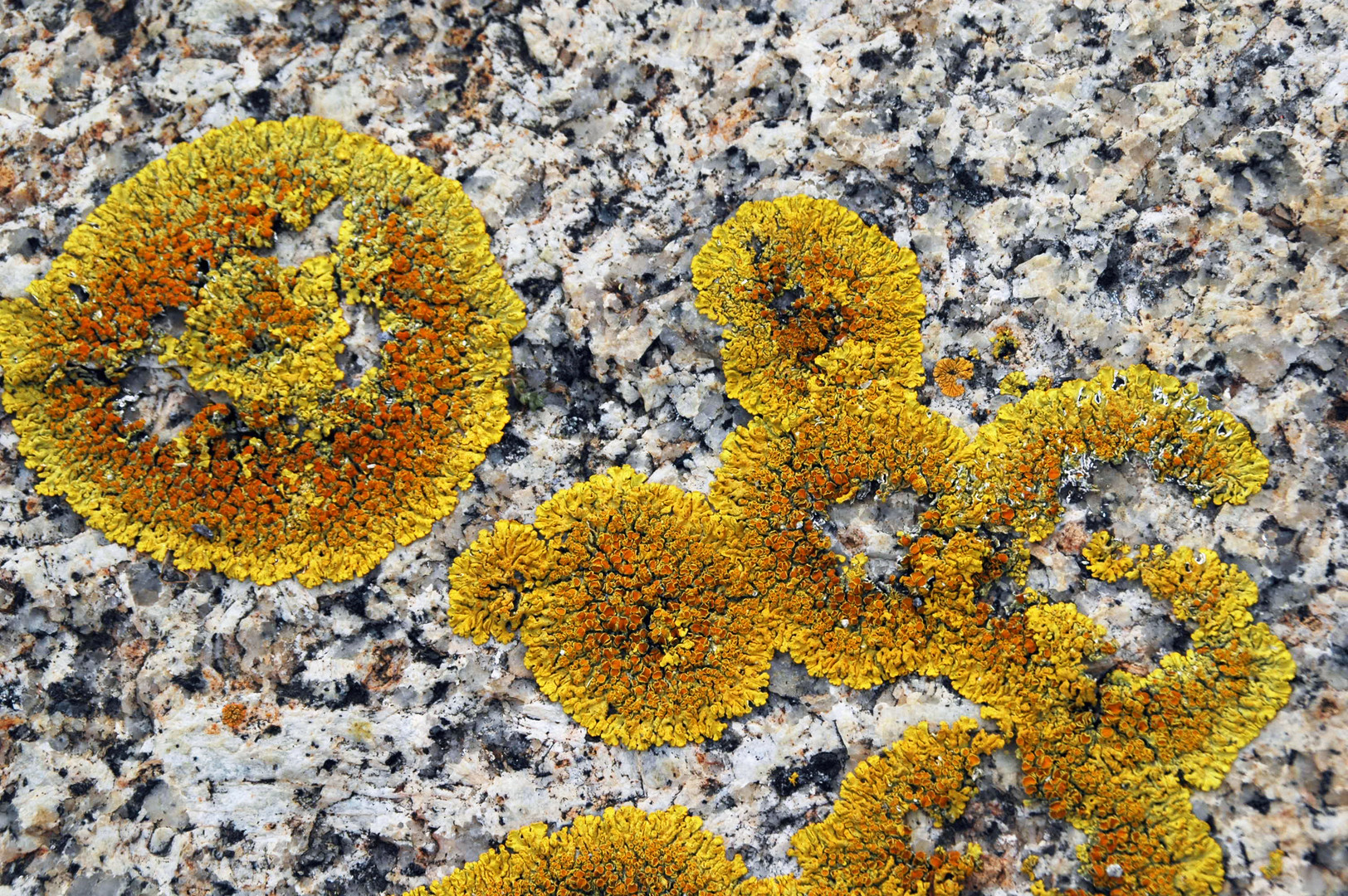 Flechten, Küste Bicheno, Tasmanien