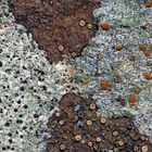 Flechten-Kunstwerk auf einem Felsen! * - Un choix de lichens sur un rocher.