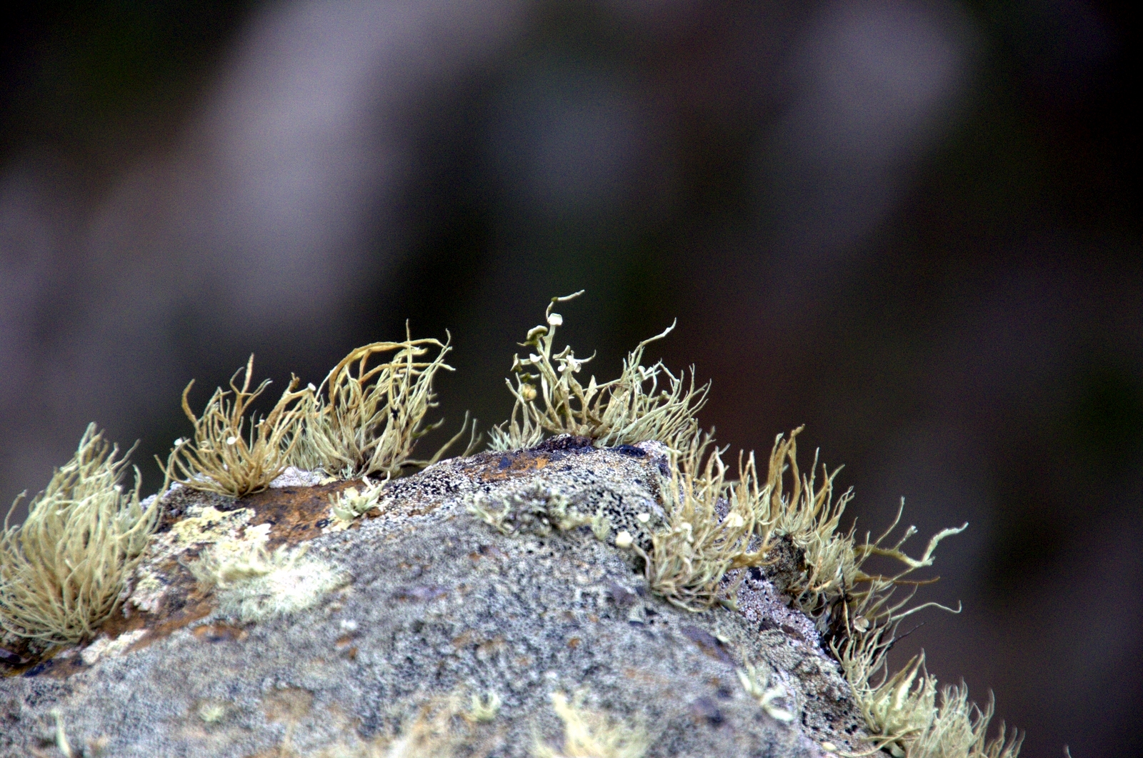 Flechten , Mirador de Bascos , el Hierro