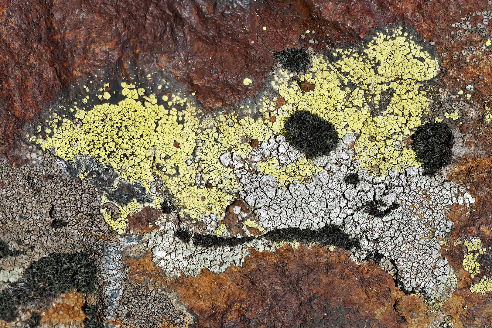 Flechten-Moos-Fantasie auf rostfarbigem Felsen. - L'art des lichens n'a pas de limites...