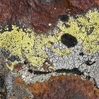 Flechten-Moos-Fantasie auf rostfarbigem Felsen. - L'art des lichens n'a pas de limites...