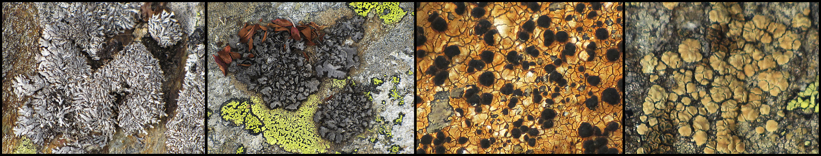Flechten - Pano 6