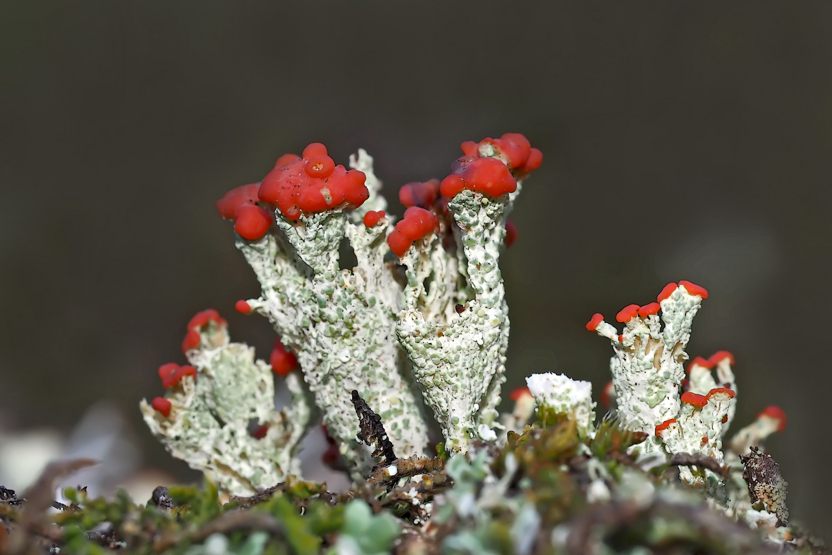Flechten-Poesie: Scharlach-Becherflechte (Cladonia coccifera) *  -  Festival de lichens!