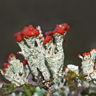 Flechten-Poesie: Scharlach-Becherflechte (Cladonia coccifera) *  -  Festival de lichens!