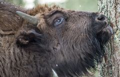 Flechten schmecken gut