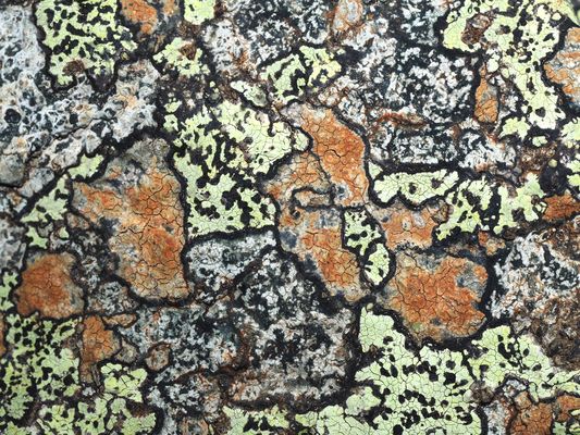 Flechten schmücken den Felsen ,,,