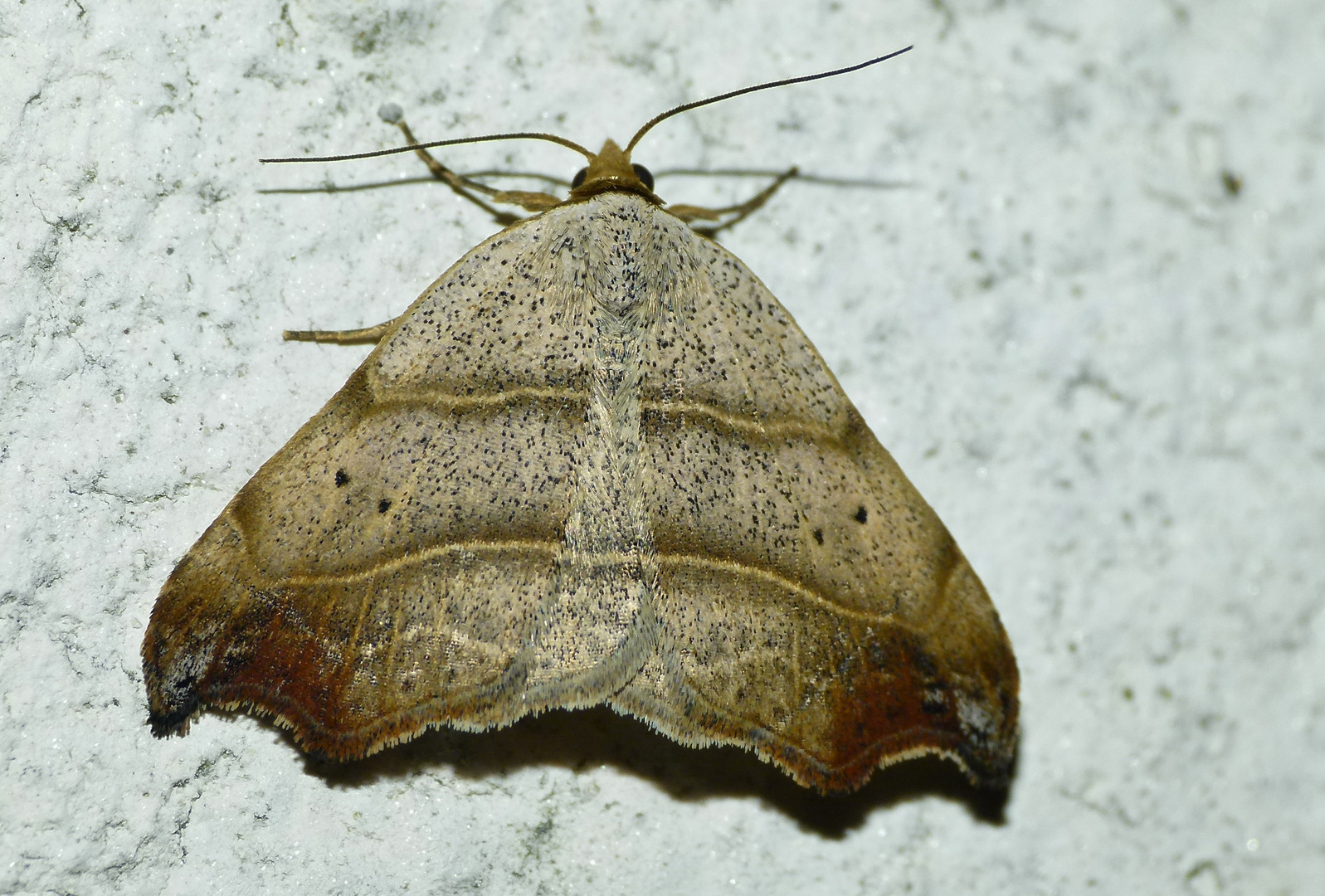 Flechten-Sicheleule(Laspeyria flexula)