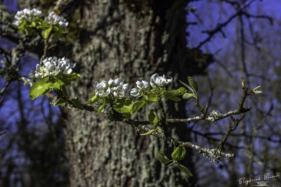 Flechten u. Blüten