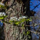 Flechten u. Blüten