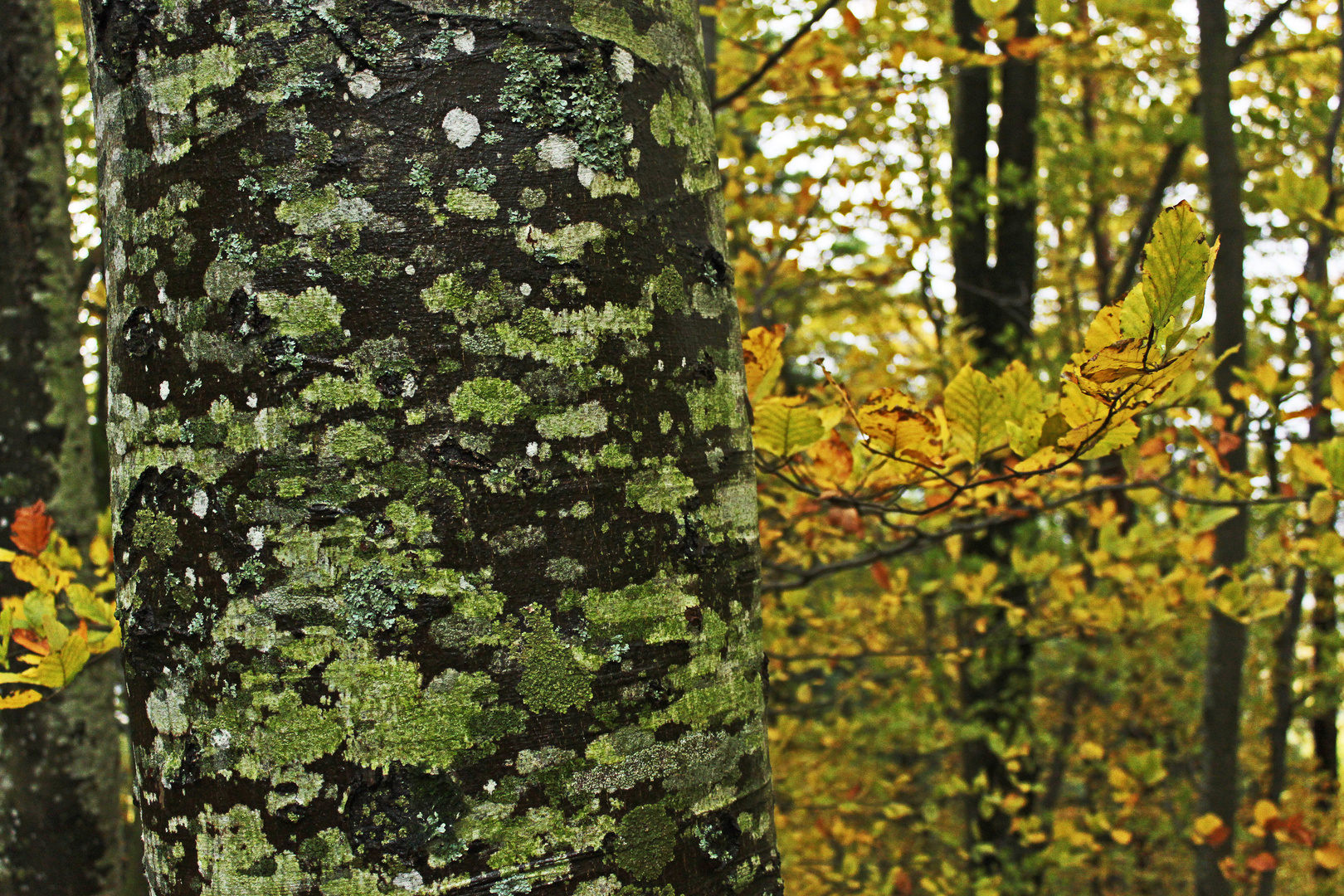 Flechten und Blätter