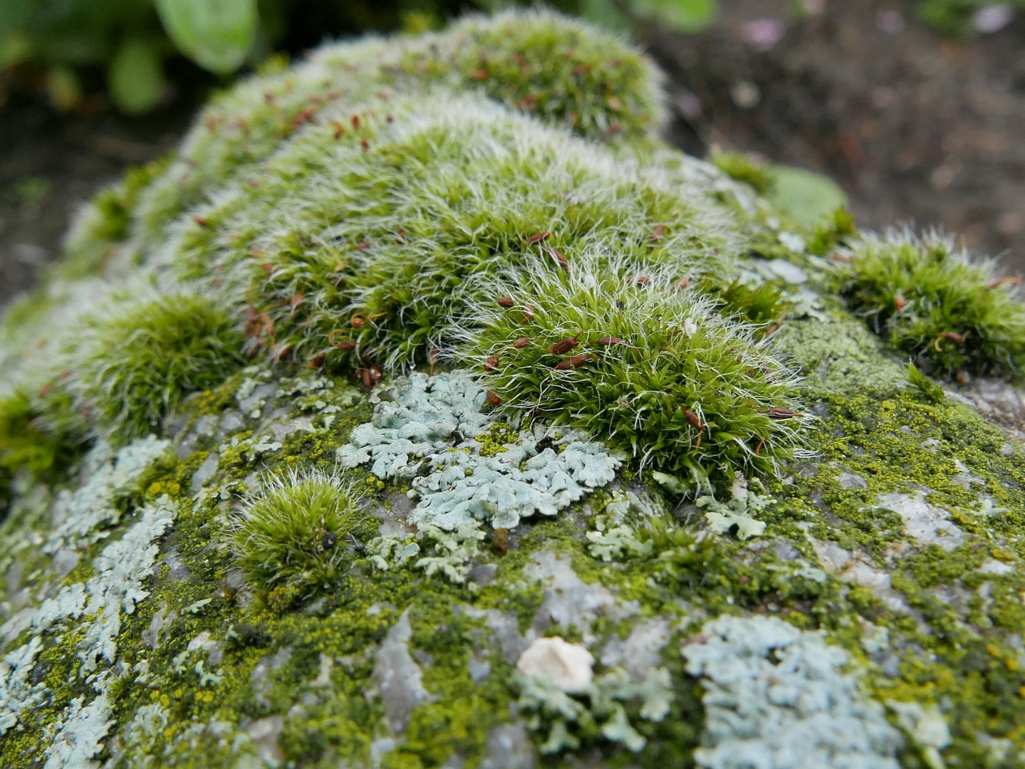Flechten und Moos Foto & Bild landschaft, garten & parklandschaften