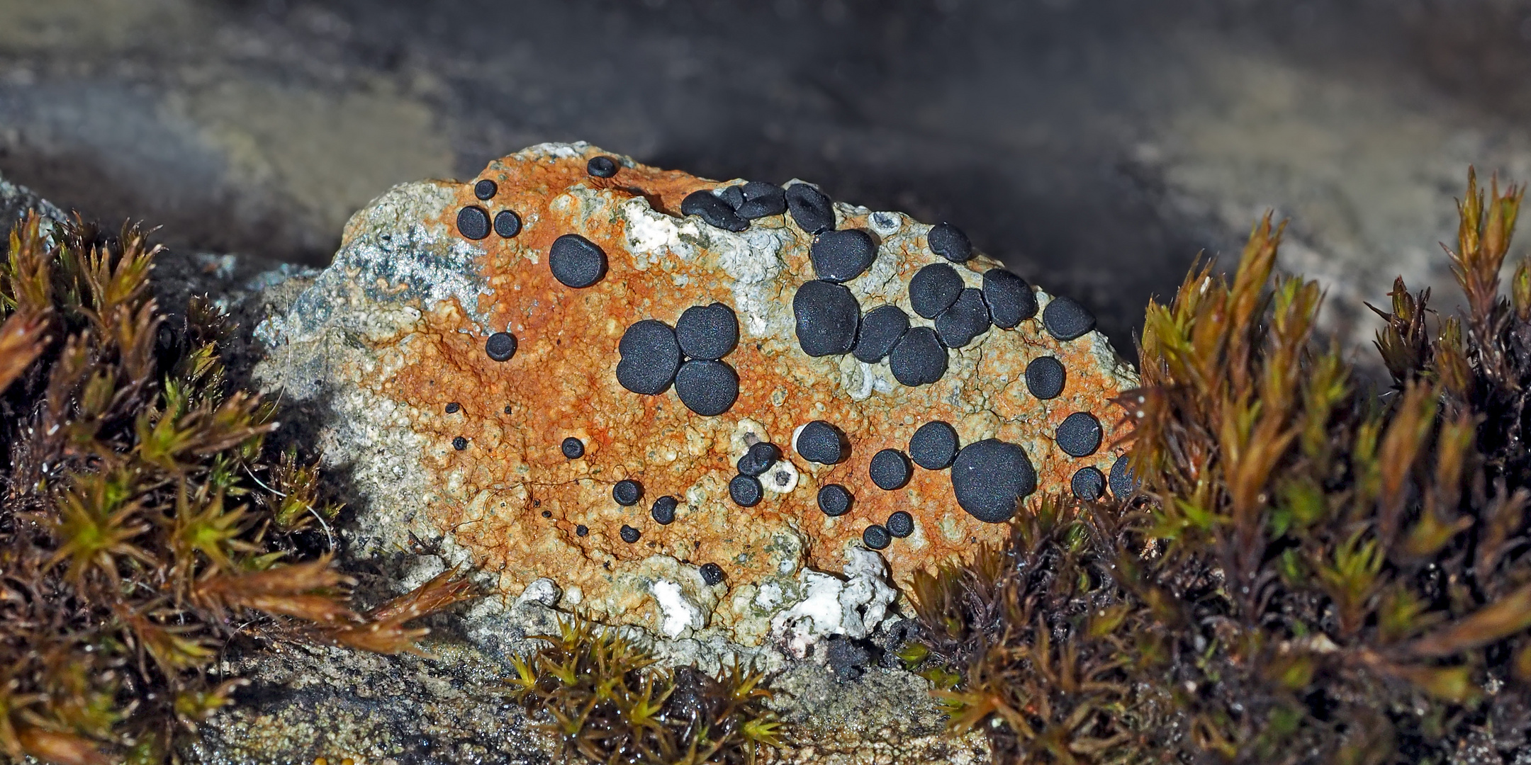 Flechten und Moos schmücken den Felsen! - Le lichen et la mousse décorent le rocher!