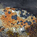 Flechten und Moos schmücken den Felsen! - Le lichen et la mousse décorent le rocher!