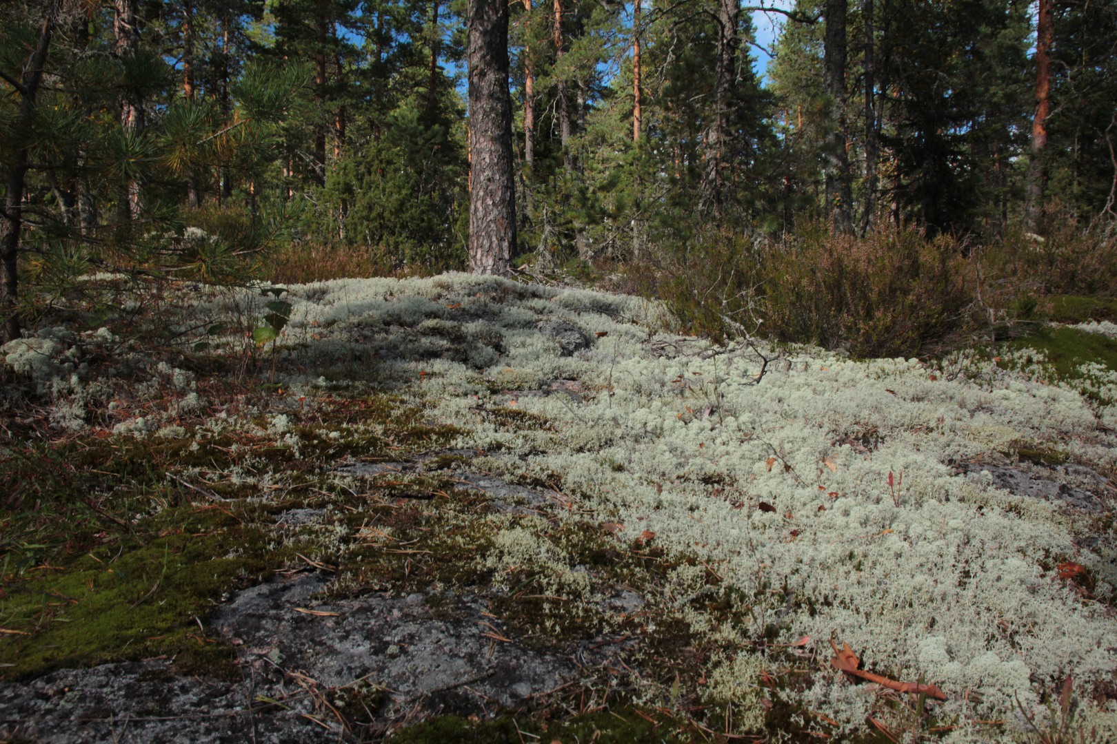 Flechten und Moose von Lamminpolku