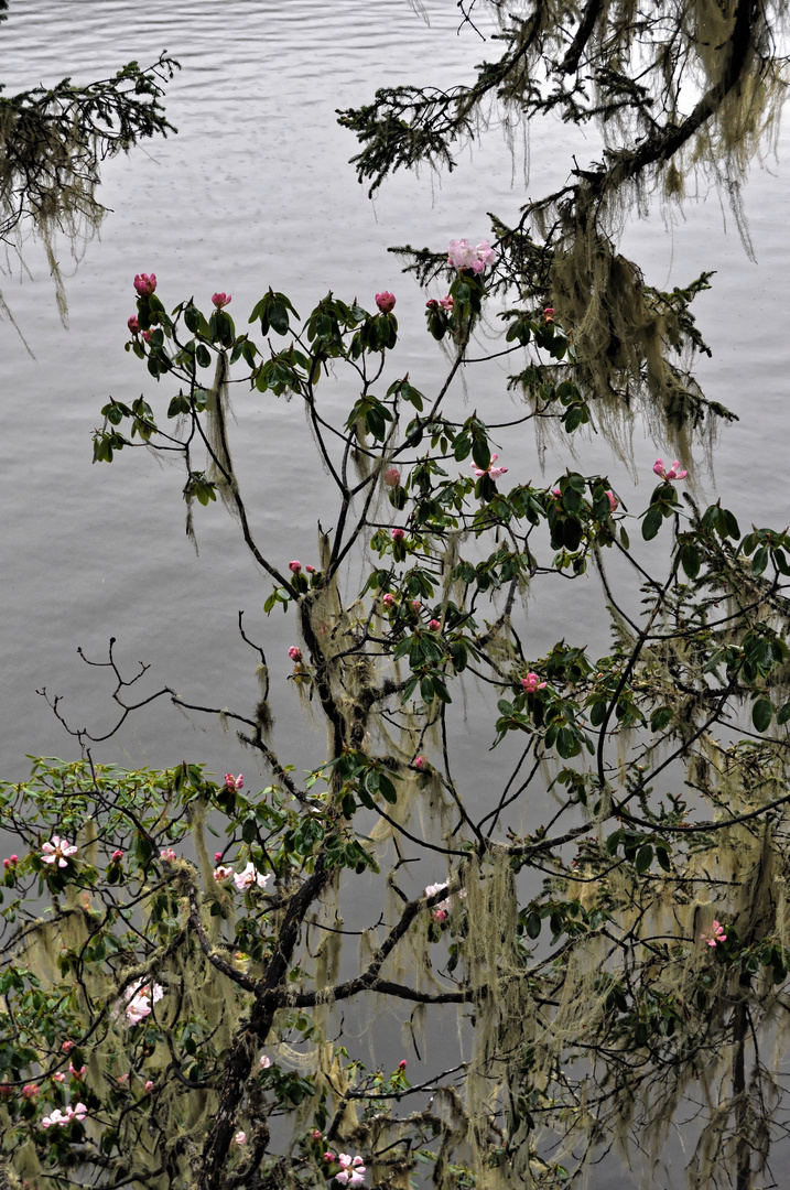 Flechten und Rhododendren