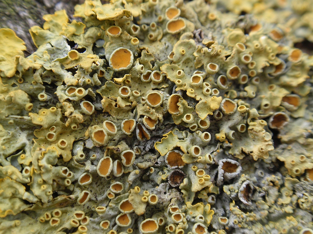 Flechten - Wand-Gelbflechte (Xanthoria parietina)