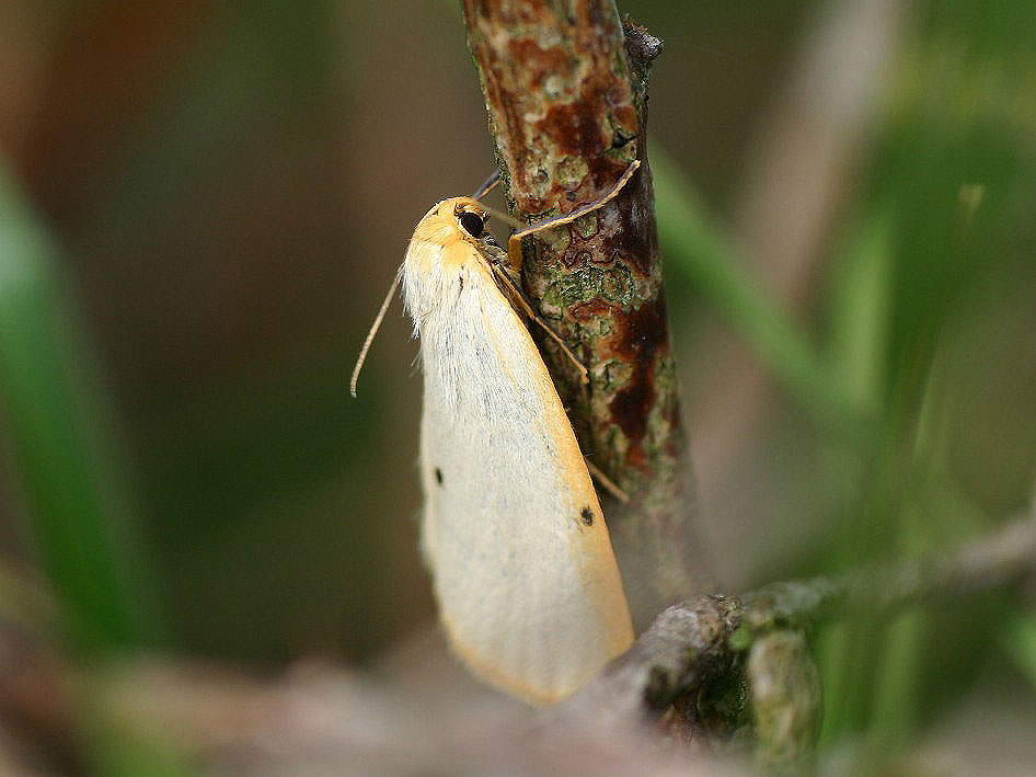 Flechtenbär - Cybosia mesomella