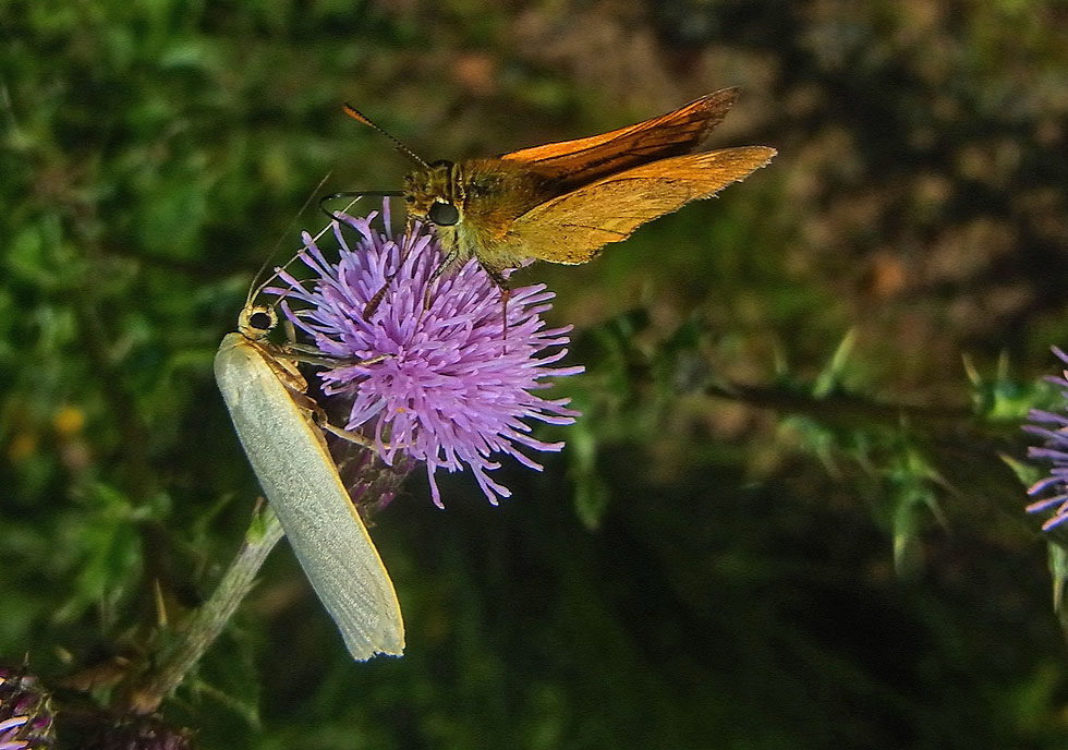 Flechtenbär und Dickkopffalter