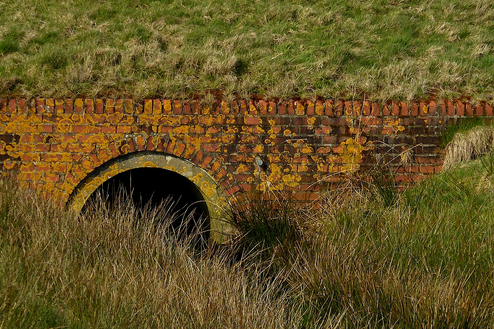 Flechtenbrücke